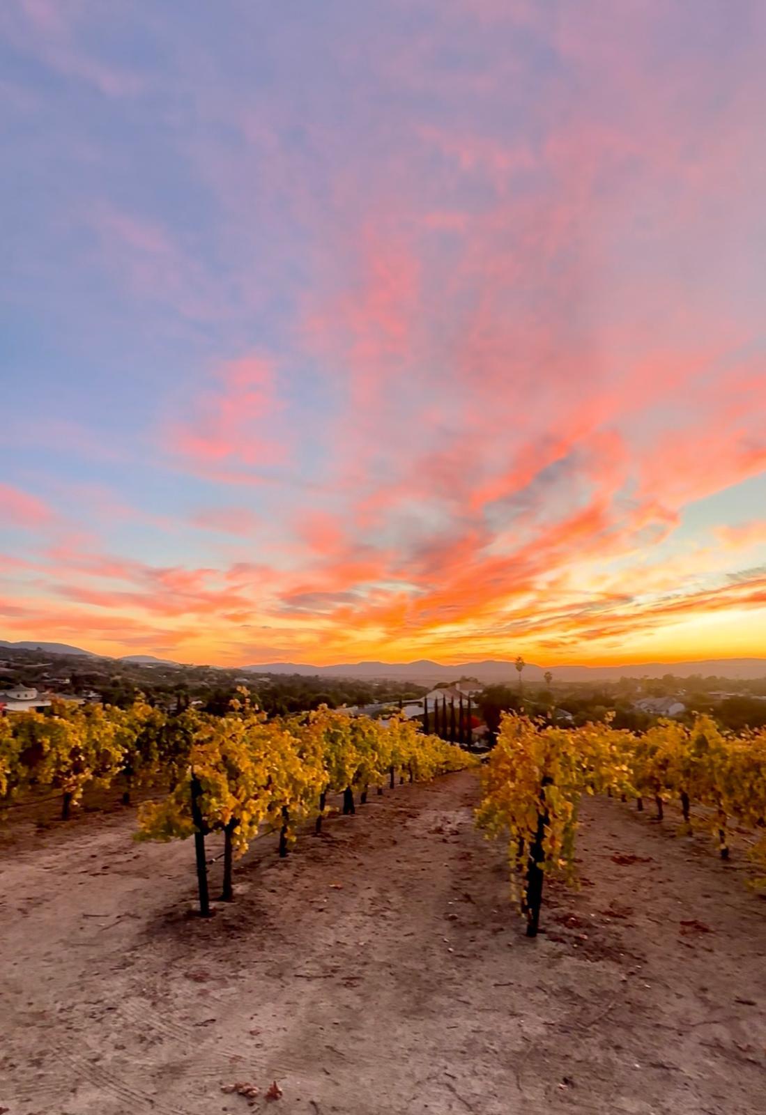 Fuad's 5-acre Vineyard